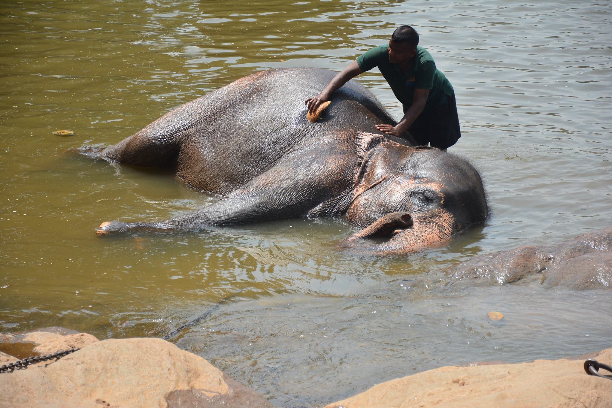 elephant bath2 (1)